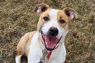 Amfi młoda, kochana, energiczna suczka mix amstaff