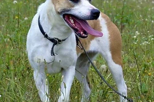 Amfi młoda, kochana, energiczna suczka mix amstaff