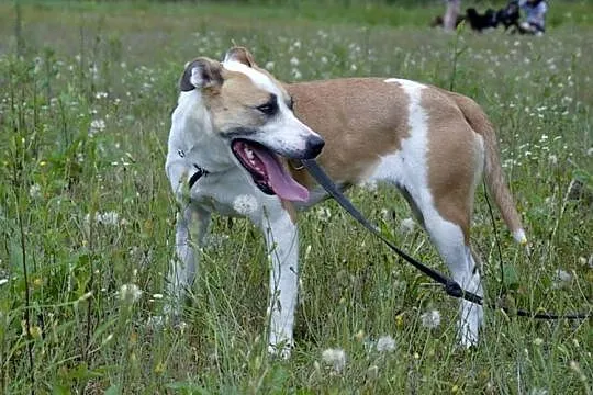 Amfi młoda, kochana, energiczna suczka mix amstaff