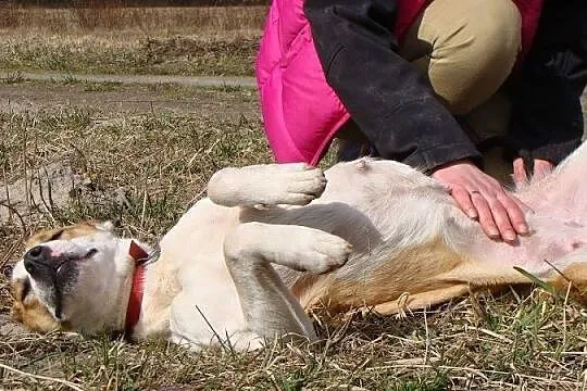 Amfi młoda, kochana, energiczna suczka mix amstaff