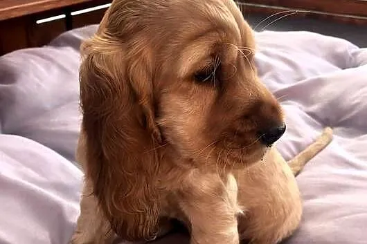 Cocker Spaniel angielski piesek