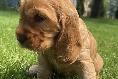 Cocker Spaniel angielski piesek, Małopolskie, Sułków