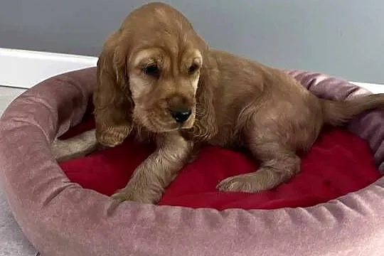 Cocker Spaniel angielski piesek, Małopolskie, Sułków