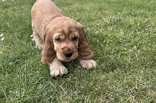 Cocker Spaniel angielski piesek, Małopolskie, Sułków