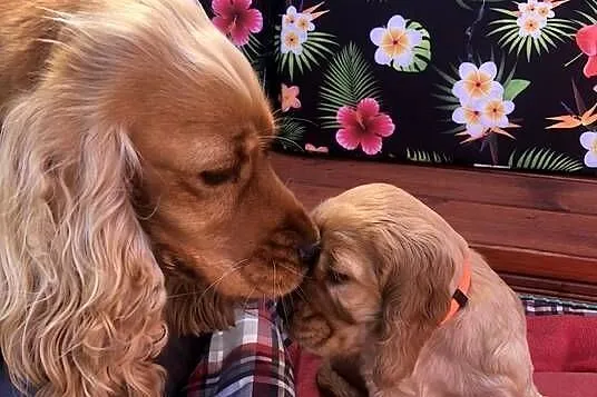 Cocker Spaniel angielski piesek, Małopolskie, Sułków