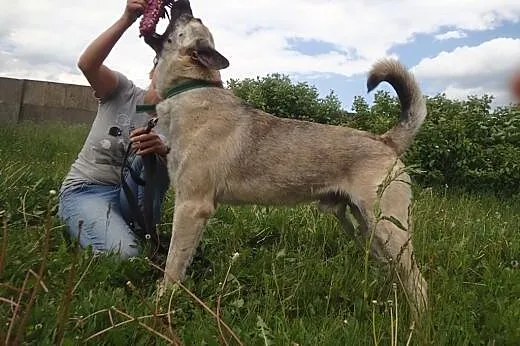Tajfun- roczny duży 50kg psiak FILMIKI,  podlaskie