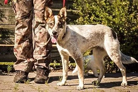 Roczna Angie o przepięknym, oryginalnym umaszczeni