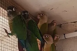 Papugi rudosterki rudostrka., Gostyń