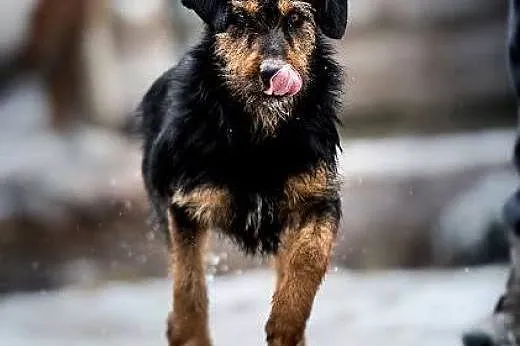 Dżagerek terierek, radości da wiele!!!,  lubelskie