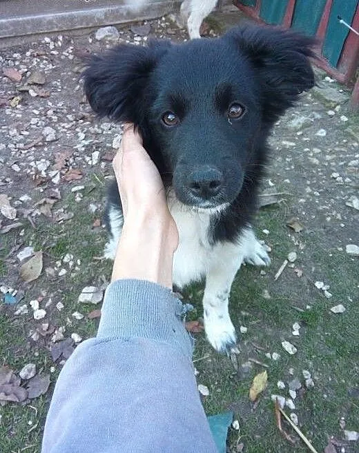 3 miesięczny szczeniak szuka domu ADOPTUJ !, mał
