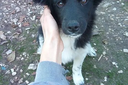 3 miesięczny szczeniak szuka domu ADOPTUJ !, małopolskie Kraków