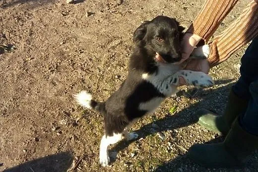 3 miesięczny szczeniak  szuka domu ADOPTUJ !,  mał