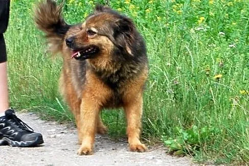 Ufna,  spokojna i grzeczna Ksenia prosi o dom.,  ś