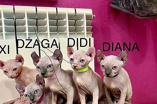 Sfinks elf księżniczki łyse Rodowód, Śląskie, Zawiercie