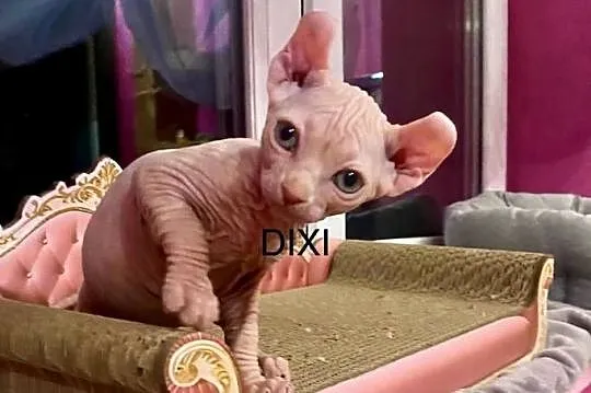 Sfinks elf księżniczki łyse Rodowód, Śląskie, Zawiercie