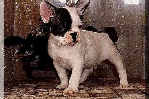 Buldog francuski,  Buldog cała Polska
