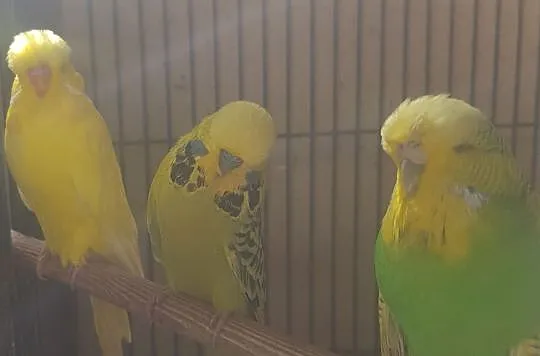 Papugi wpf-y, wystawowa papuga falista, wpf,standa, Zamość
