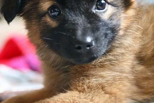 Mała FELA dwa miesiące ma i domku pilnie szuka :),