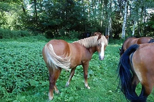 Ogierek pod siodlo, do rekreacji, Podlaskie, Giby