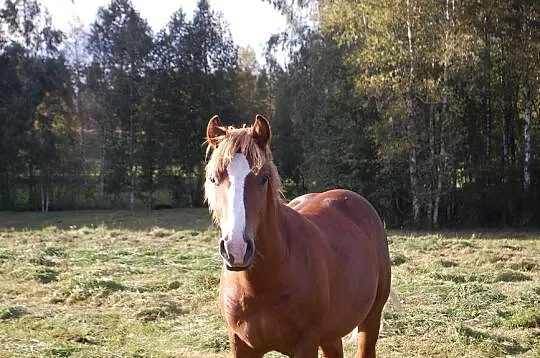 Ogierek pod siodlo, do rekreacji, Podlaskie, Giby