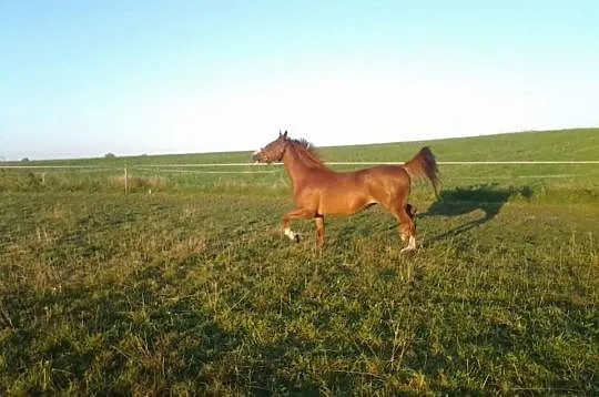 Nikita - klacz wlkp