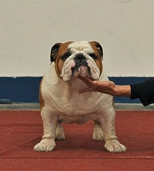 English bulldog puppies available, Buldog cała Po