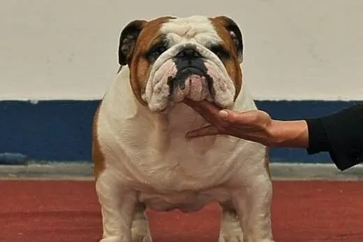 English bulldog puppies available,  Buldog cała Po