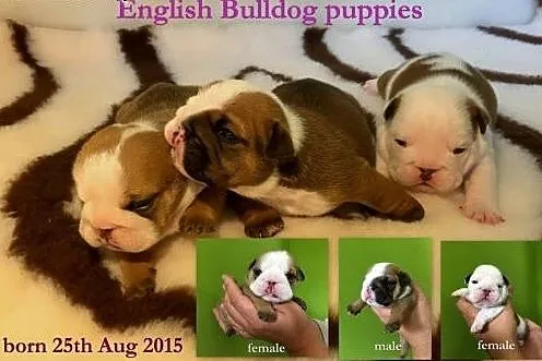 English bulldog puppies available,  Buldog cała Po