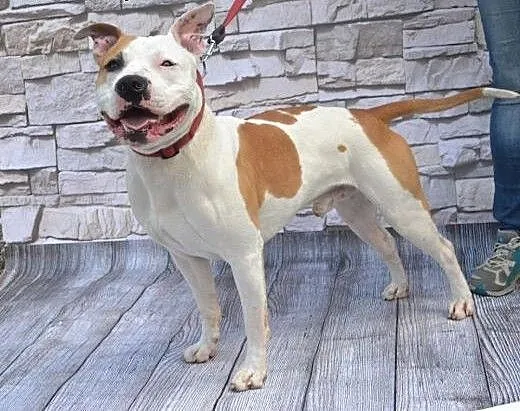 DANON vel Serek piękny amstaff czeka na dom, Amst