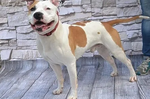 DANON vel Serek piękny amstaff czeka na dom, Amstaff cała Polska