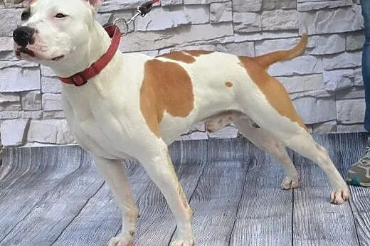 DANON vel Serek piękny amstaff czeka na dom,  Amst