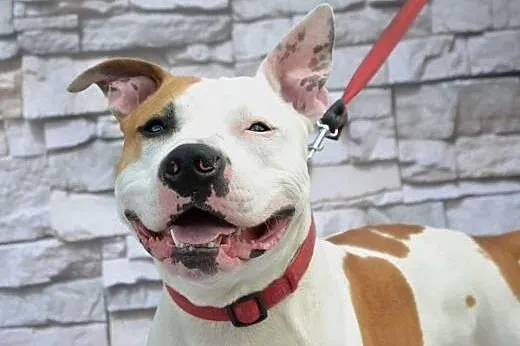 DANON vel Serek piękny amstaff czeka na dom,  Amst