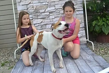 DANON vel Serek piękny amstaff czeka na dom,  Amst