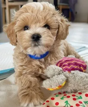 Maltipoo przepiekny ! Szczeniak hybryda pudel toy + maltanczyk, , Warszawa
