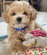 Maltipoo przepiekny ! Szczeniak hybryda pudel toy + maltanczyk
