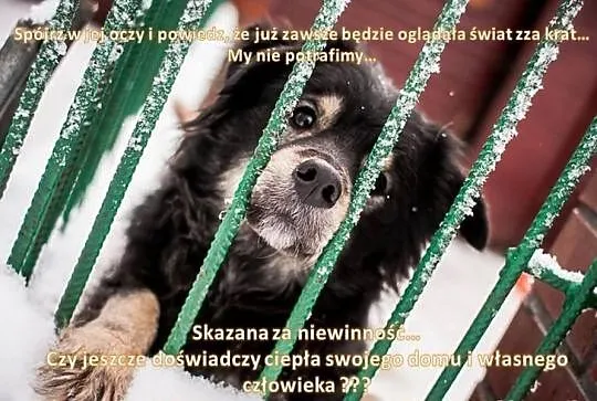 Perełka