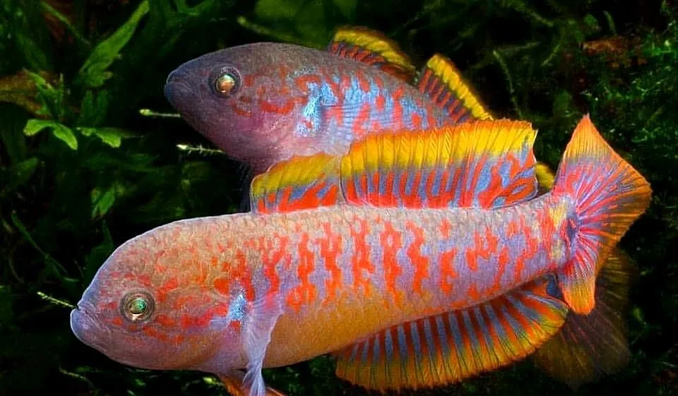 Głowaczyk barwny - Tateurndina Ocellicauda - WYSYŁAMY, Pomorskie, Gdańsk