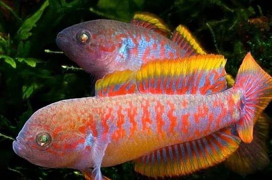 Głowaczyk barwny - Tateurndina Ocellicauda - WYSYŁAMY, Pomorskie, Gdańsk