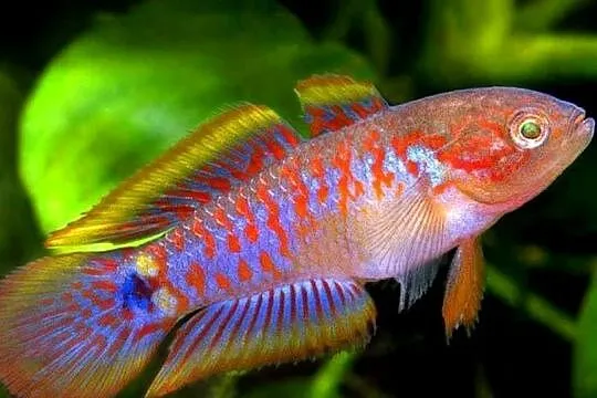 Głowaczyk barwny - Tateurndina Ocellicauda - WYSYŁAMY, Pomorskie, Gdańsk