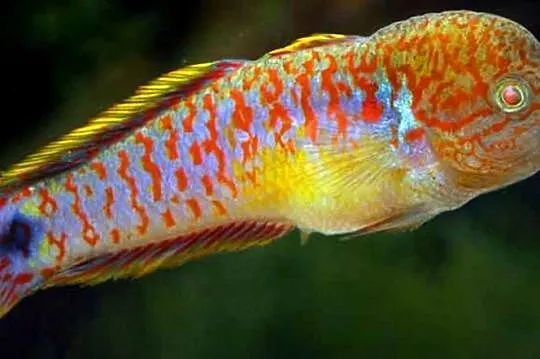 Głowaczyk barwny - Tateurndina Ocellicauda - WYSYŁAMY, Pomorskie, Gdańsk