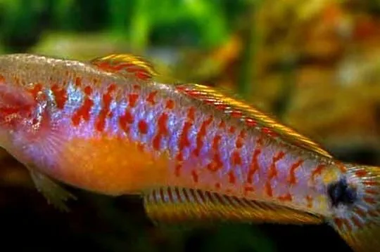 Głowaczyk barwny - Tateurndina Ocellicauda - WYSYŁAMY, Pomorskie, Gdańsk