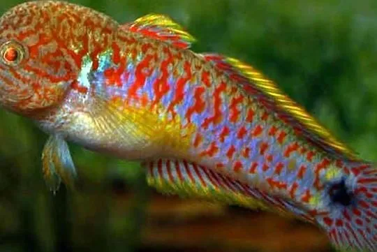Głowaczyk barwny - Tateurndina Ocellicauda - WYSYŁAMY, Pomorskie, Gdańsk