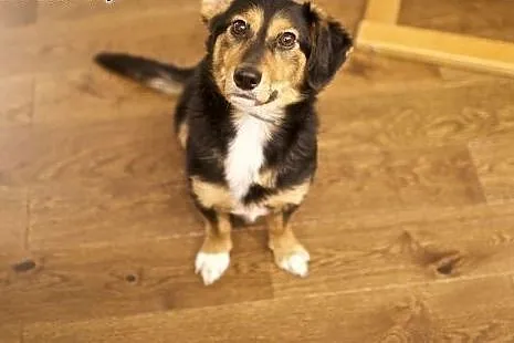 KUMIN mały, nakolankowy dzieciaczek do adopcji,  mazowieckie Warszawa