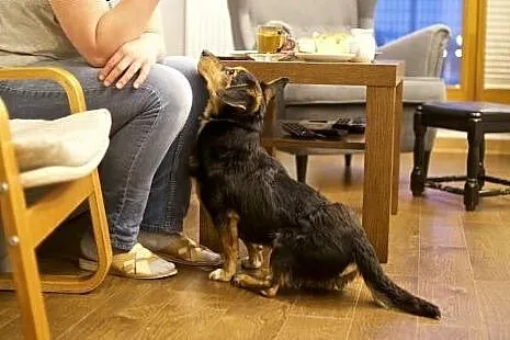 KUMIN mały, nakolankowy dzieciaczek do adopcji,  m