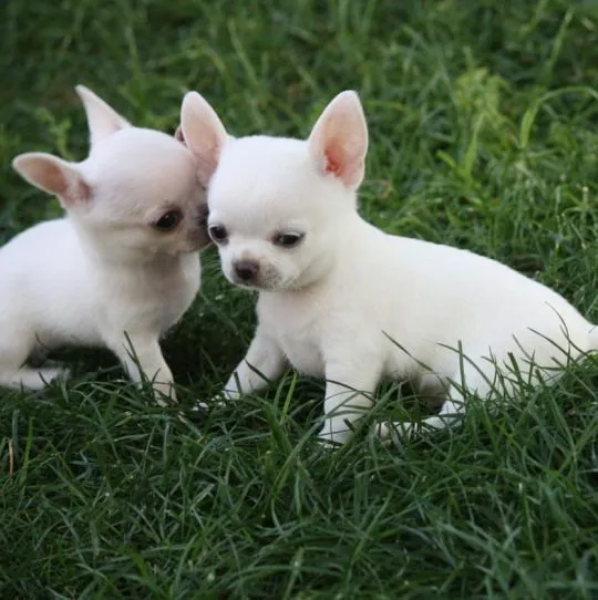 Szczenięta rasy chihuahua, wytresowane w domu, szukają kochającego i troskliwego domu., Pomorskie, Tczew