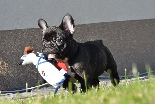 *** Buldog Francuski - Urocze Maluszki - Zapraszamy ***, , Zielona Góra