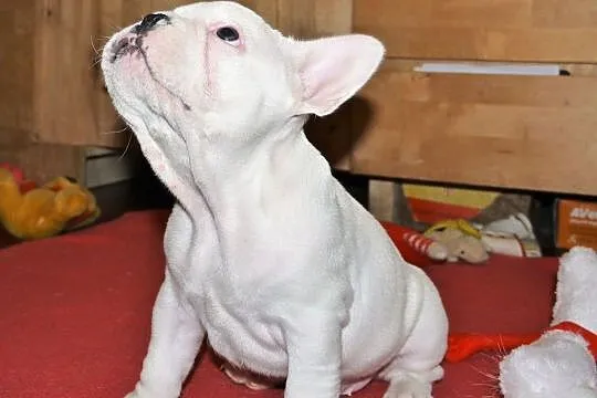 *** Buldog Francuski - Urocze Maluszki - Zapraszamy ***, , Zielona Góra
