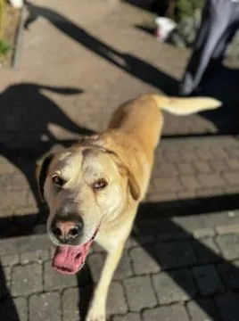 Kokos - LABek mix szuka domu  Kokos to bardzo przyjazny pies w typie labradora. Zabrany z gminnego k, , Warszawa