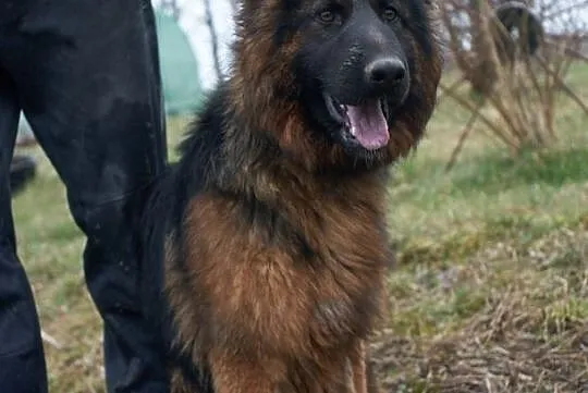 Saba - łagodna, roczna sunia OWCZARKA szuka domu!