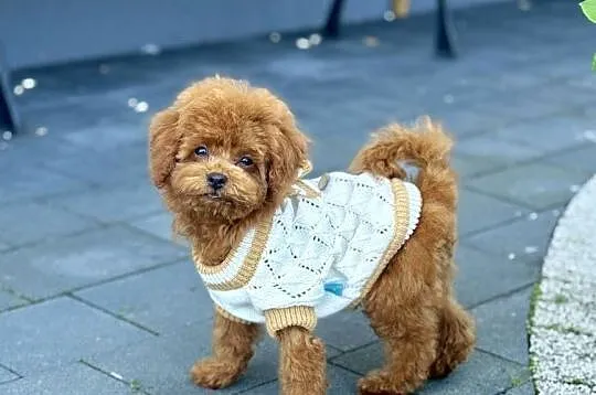 Pudel Toy filigranowy piesek